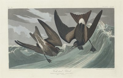 Villafarkú peter, 1835. alkotó: Robert Havell
