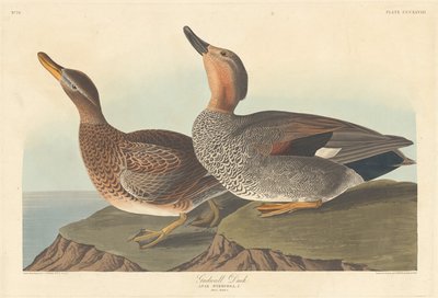 Gadwall kacsa, 1836. alkotó: Robert Havell