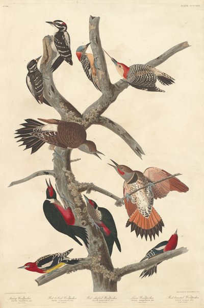 Szőrös harkály, 1838. alkotó: Robert Havell