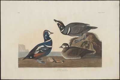 Harlekin kacsa alkotó: Robert Havell