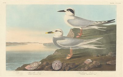 Havell csér és Trudeau csér, 1838. alkotó: Robert Havell