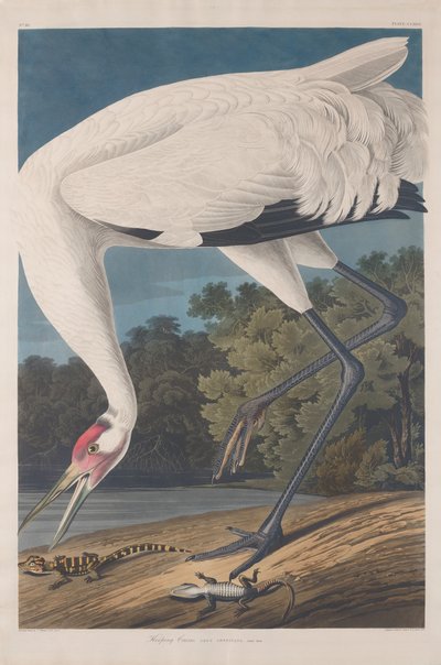 Karikás daru, 1834. alkotó: Robert Havell