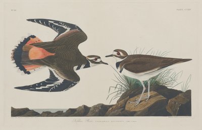 Kildeer Plover, 1834. alkotó: Robert Havell