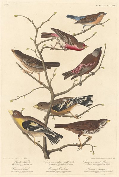 Finch Lazuli, 1838. alkotó: Robert Havell