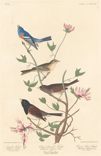Lazuli pinty, agyagszínű pinty és oregoni hópinty, 1837. alkotó: Robert Havell