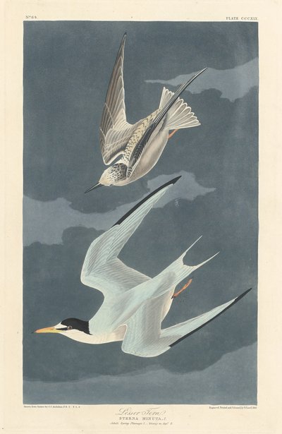 Kiscsér, 1836. alkotó: Robert Havell