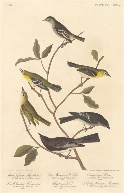 Kis zsarnok légykapó, kisfejű légykapó, kékhegyi légykapó..., 1838. alkotó: Robert Havell