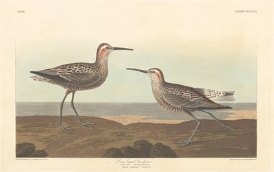 Hosszú lábú homokfülke, 1836. alkotó: Robert Havell