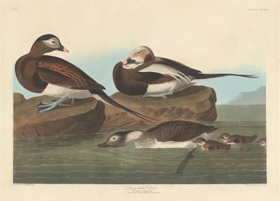 Hosszúfarkú kacsa, 1836. alkotó: Robert Havell