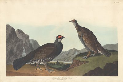 Hosszúfarkú vagy Dusky Grous, 1837. alkotó: Robert Havell