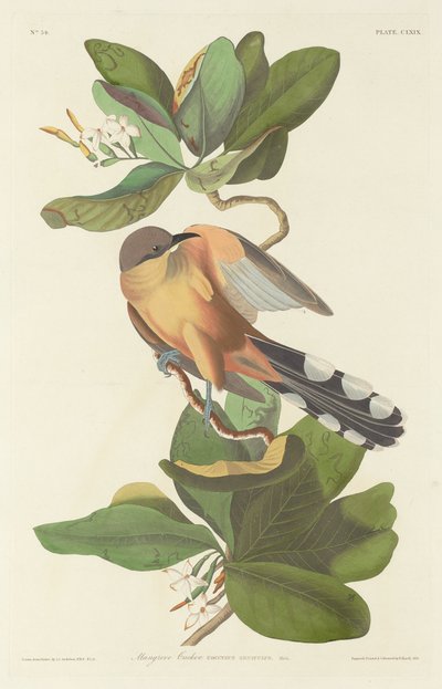 Mangrove kakukk, 1833. alkotó: Robert Havell