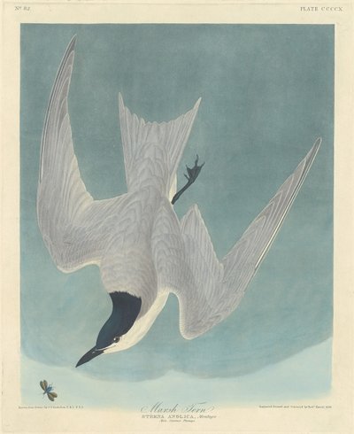Mocsári csér, 1838. alkotó: Robert Havell
