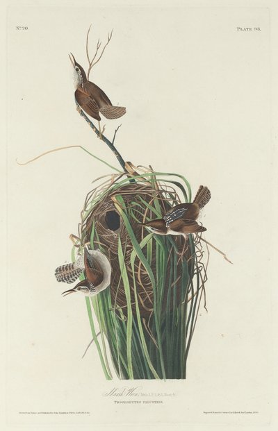 Marsh Wren, 1830. alkotó: Robert Havell