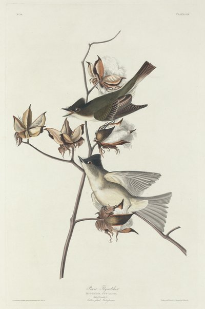 Pewit légykapó, 1831. alkotó: Robert Havell