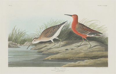 Pigmy Curlew, 1835. alkotó: Robert Havell