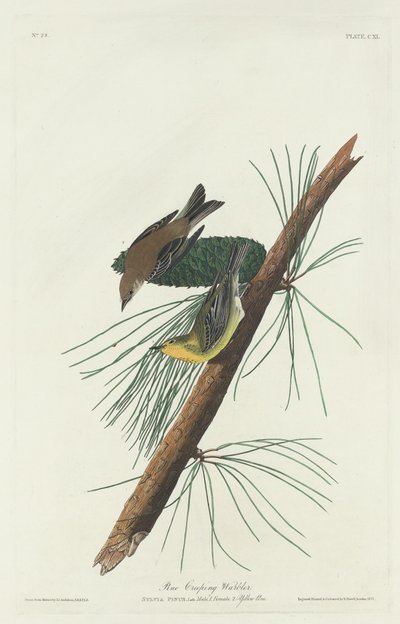 Fenyő kúszó poszáta, 1832. alkotó: Robert Havell