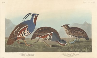 Tollas fogoly és vastaglábú fogoly, 1838. alkotó: Robert Havell