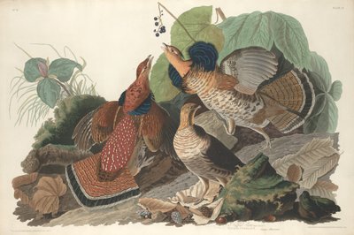 Ruffed Grouse, 1828. alkotó: Robert Havell
