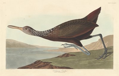 Scolopaceus Courlan, 1837. alkotó: Robert Havell