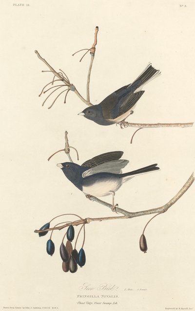 Hómadár, 1827. alkotó: Robert Havell