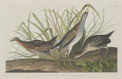 Sora vagy Rail, 1834. alkotó: Robert Havell