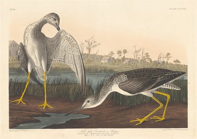 Árulkodó Godwit, 1836. alkotó: Robert Havell