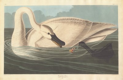Trombitás hattyú, 1838. alkotó: Robert Havell