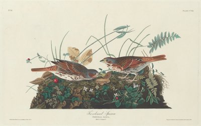 Kétszínű veréb, 1831. alkotó: Robert Havell