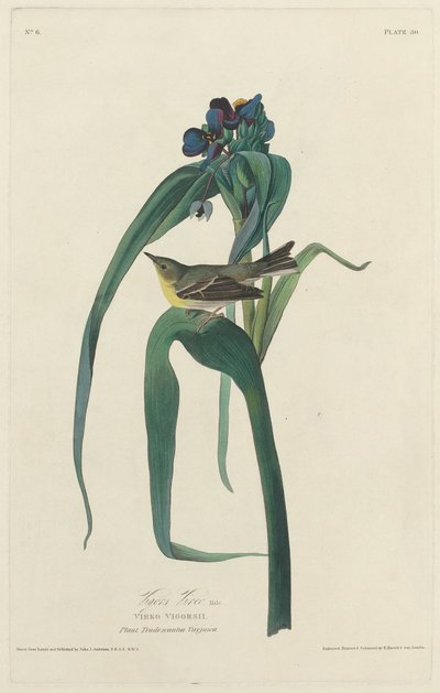 Vigors Vireo, 1828. alkotó: Robert Havell