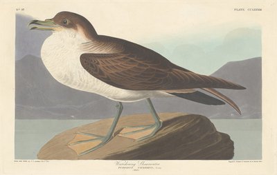 Vándor Shearwater, 1835. alkotó: Robert Havell