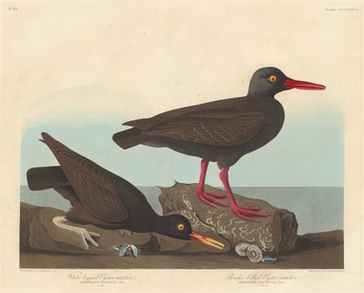 Fehérlábú osztrigafogó és karcsú csőrű osztrigafogó, 1838. alkotó: Robert Havell