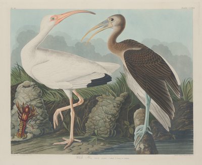 Fehér Ibis, 1834. alkotó: Robert Havell