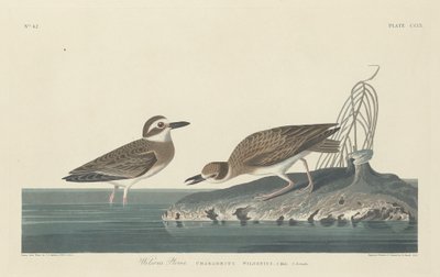 Wilson lileje, 1834. alkotó: Robert Havell