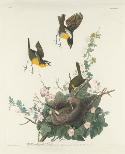 Sárgamellű chat, 1832. alkotó: Robert Havell