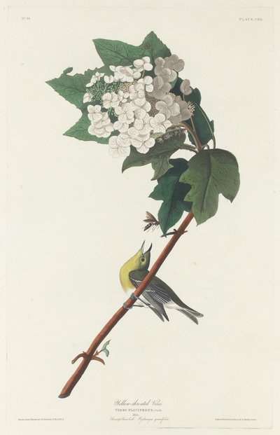 Sárgatorkú Vireo, 1831. alkotó: Robert Havell