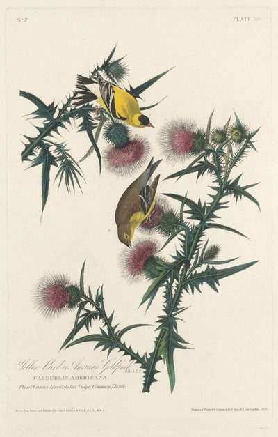 Yellow Bird vagy American Goldfinch, 1828. alkotó: Robert Havell