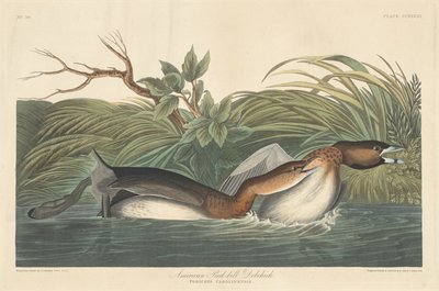 Amerikai Pied-Bill Dobchick alkotó: Robert Havell after John James Audubon