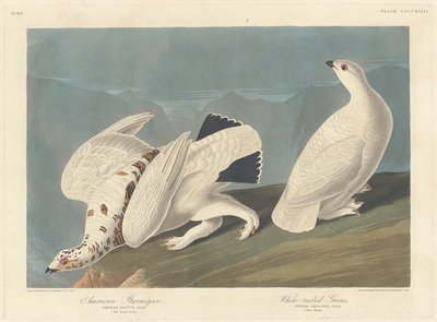 Amerikai Ptarmigan és White-tailed Grous alkotó: Robert Havell after John James Audubon
