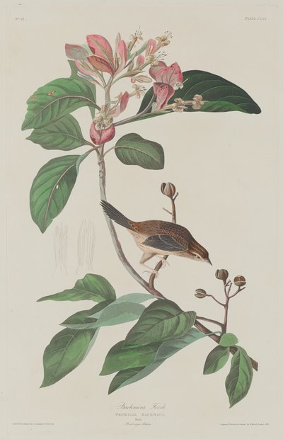 Bachmans Finch alkotó: Robert Havell after John James Audubon