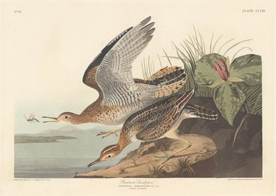 Bartram Sandpiper alkotó: Robert Havell after John James Audubon