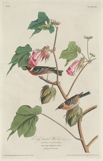 Babérmellű poszáta alkotó: Robert Havell after John James Audubon