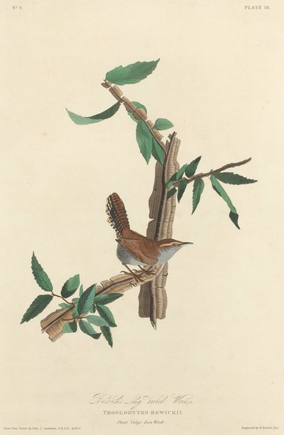Bewick hosszúfarkú ökörszem alkotó: Robert Havell after John James Audubon