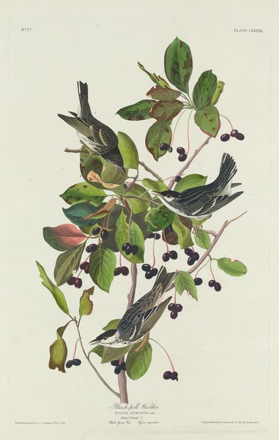 Fekete-medencés poszáta alkotó: Robert Havell after John James Audubon