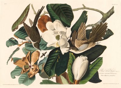 Feketecsőrű kakukk alkotó: Robert Havell after John James Audubon