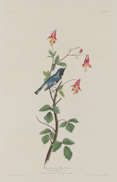 Fekete torkú kék poszcsa alkotó: Robert Havell after John James Audubon