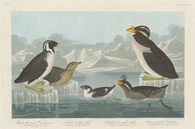Feketetorkú Guillemot, Nemescsőrű Auk, Fodros Auk és Szarvascsőrű Guillemot alkotó: Robert Havell after John James Audubon