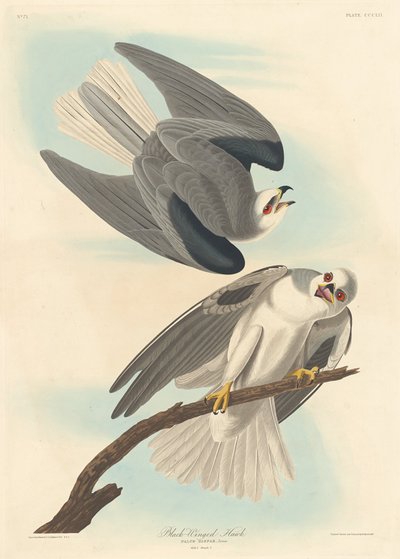 Feketeszárnyú sólyom alkotó: Robert Havell after John James Audubon