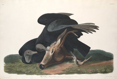 Fekete keselyű alkotó: Robert Havell after John James Audubon