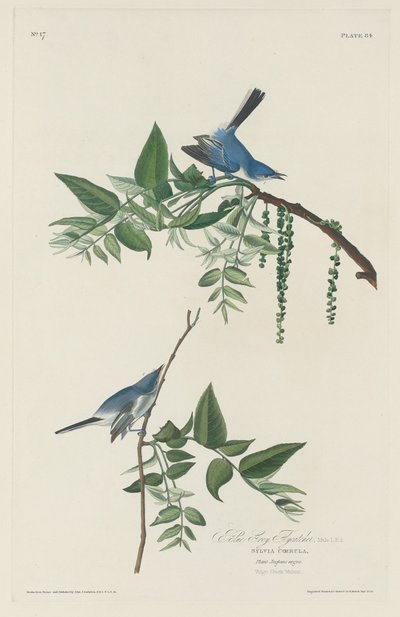 Kékszürke légykapó alkotó: Robert Havell after John James Audubon