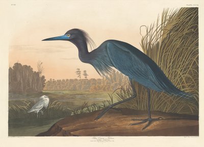 Kék daru vagy gém alkotó: Robert Havell after John James Audubon